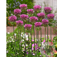 Allium sphaerocephalon GM P9