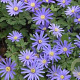 Anemone blanda 'Blue Shades' GM P9