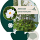 Anemone Dreaming Swan GM P9