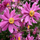 Anemone h. 'Prinz Heinrich' GM P9