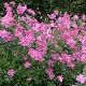 Anemone h. 'Prinz Heinrich' GM P9