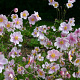 Anemone hyb. 'Elegans' GM P9