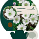 Anemone leveillei GM P9