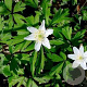 Anemone nemorosa GM P9
