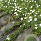 Anemone nemorosa GM P9