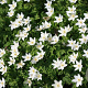 Anemone nemorosa GM P9
