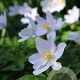 Anemone nemorosa GM P9
