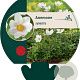 Anemone sylvestris GM P9