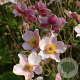 Anemone tomentosa GM P9