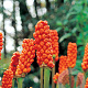 Arum italicum GM P9