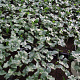 Arum italicum GM P9