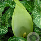 Arum maculatum GM P9