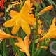 Crocosmia 'Kiautschou' GM P9