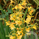 Crocosmia 'Citronella' GM P9