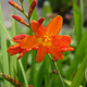 Crocosmia 'Constance' GM P9