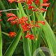 Crocosmia 'Emberglow' GM P9