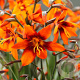 Crocosmia 'Emily McKenzie' GM P9