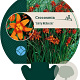 Crocosmia 'Emily McKenzie' GM P9