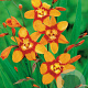Crocosmia 'Emily McKenzie' GM P9