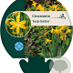 Crocosmia 'George Davidson' GM P9