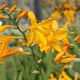 Crocosmia 'George Davidson' GM P9