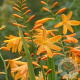 Crocosmia 'George Davidson' GM P9