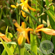 Crocosmia 'George Davidson' GM P9
