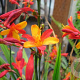 Crocosmia 'Jackanapes' GM P9