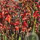 Crocosmia 'Red King' GM P9