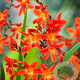Crocosmia 'Red King' GM P9