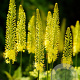 Eremurus stenophyllus ssp. Bungei GM P9