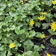Ranunculus ficaria GM P9