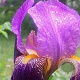 Iris (G) 'Alcazar' GM P9