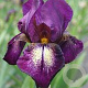 Iris (G) 'Attention Please' GM P9