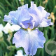 Iris (G) 'Babbling Brook' GM P9