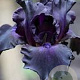 Iris (G) 'Black Knight' GM P9