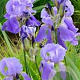Iris (G) 'Empress of India' GM P9