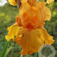 Iris (G) 'Feu du Ciel' GM P9