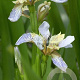 Iris foetidissima GM P9