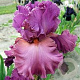 Iris germanica 'Fashionably Late' GM P9