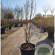 Acer griseum 200-250 cm 50L meerstammig