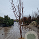 Acer griseum 250-300 cm draadkluit