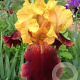 Iris germanica 'Supreme Sultan' GM P9