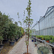 Acer griseum 300-350 cm container meerstammig
