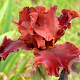 Iris germanica Warior King GM P9