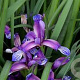 Iris graminea GM P9