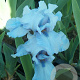 Iris (G) 'Lent A. Williamson' GM P9