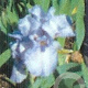 Iris (G) 'Lent A. Williamson' GM P9