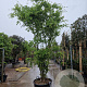 Acer palmatum 300-350 cm container meerstammig