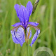 Iris (G) 'Nightfall' GM P9
